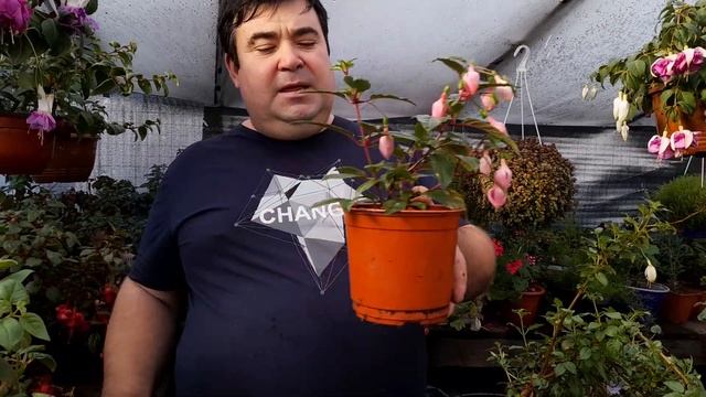 Что нужно фуксии зимой для сохранения и роста. смотреть онлайн