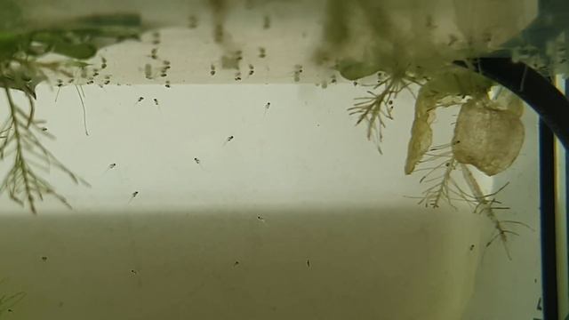 ЛЯЛИУСЫ ПОПЛЫЛИ! смотреть онлайн