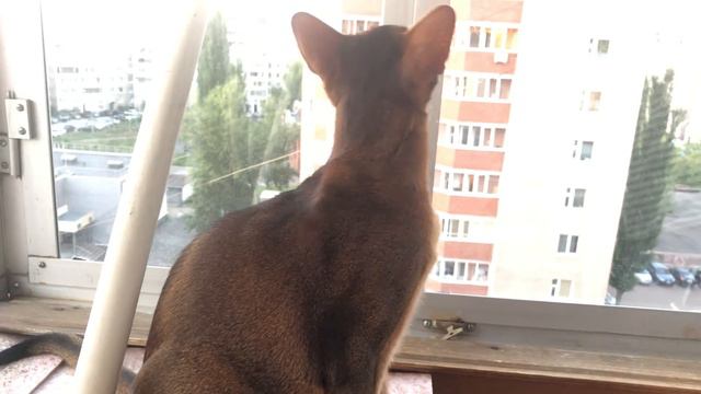 Абиссинский кот Мотя играет с веткой