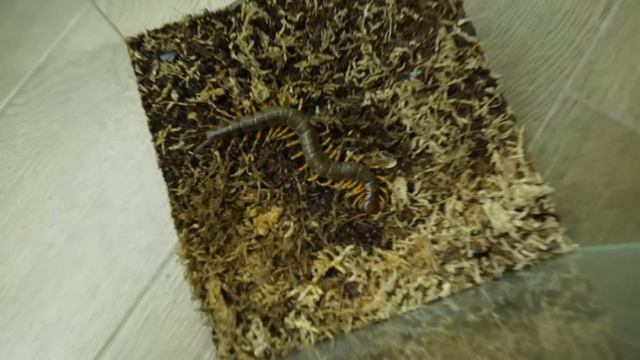 EVERYTHING I HAVE! Extensive 2021 Animal Room Update смотреть онлайн