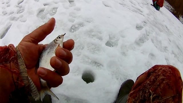 Густерка донского затона на гвоздешарик. смотреть онлайн