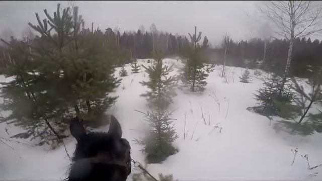 Башкирская порода лошадей "Жеребенок в лесу" смотреть онлайн