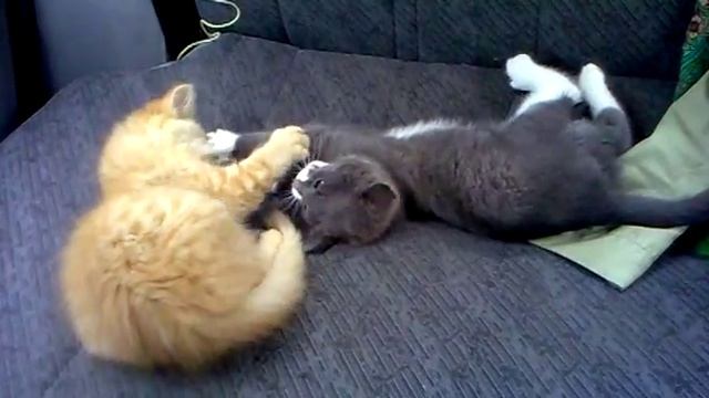 Котята играют в машине ИЖ 2126 смотреть онлайн