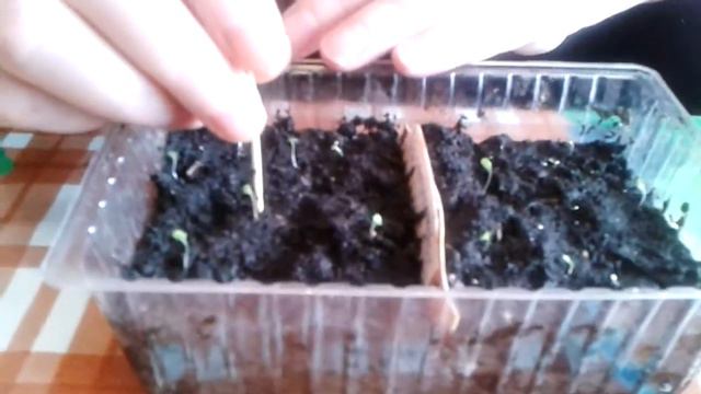 Как правильно пикировать петунью ,новым методом просто.