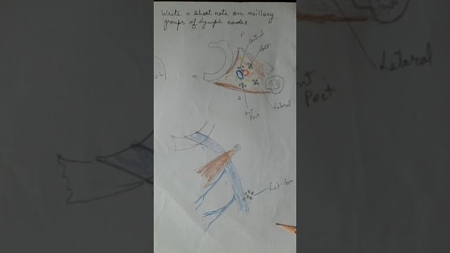 5. Axillary lymph nodes смотреть онлайн