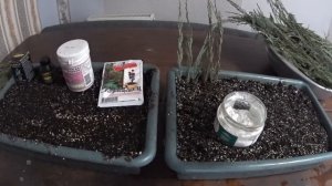 Размножение скальных можжевельников. На примере  БЛЮ АРРОУ (Blue Arrow) и СКАЙРОКЕТ (Skyrocket).