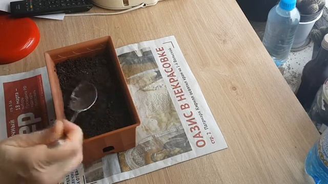 Сельдерей, правильный посев, семена всходят очень быстро.