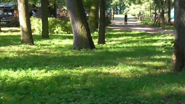 Сбежал олень из зоопарка смотреть онлайн