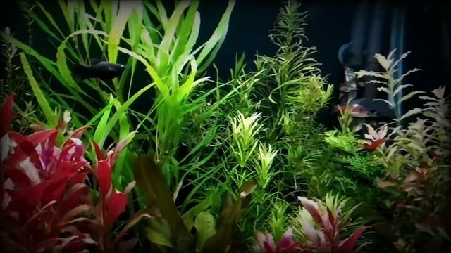 Мой аквариум. без со2 и жидких удо. смотреть онлайн