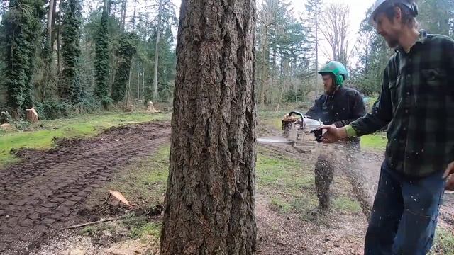 WORLD'S BEST TREE FELLING TUTORIAL! Way more information than you ever wanted on how to fell a tree смотреть онлайн