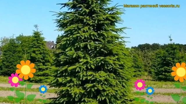 Ель сербская. Краткий обзор: Ель сербская описание характеристик, где купить саженцы picea omorica смотреть онлайн