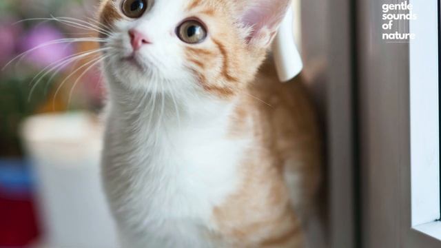 Anxious Cat Meows (10 hours) смотреть онлайн