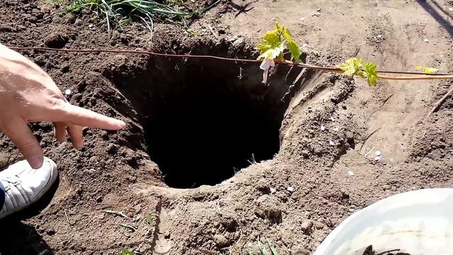 Замена взрослого виноградного куста саженцем. смотреть онлайн