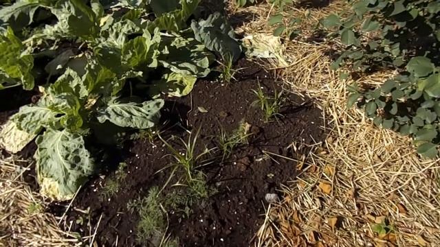 Выращивание чуфы без рассадным способом г. Тюмень. смотреть онлайн
