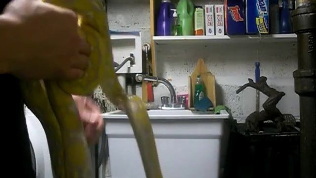 1 year old male reticulated python смотреть онлайн
