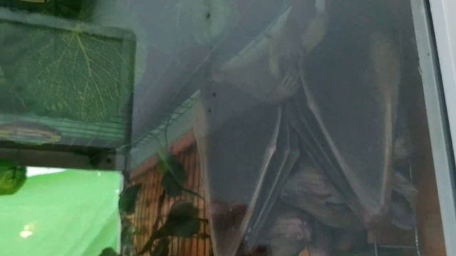 VLOG Знакомство с КРОКОДИЛОМ Настя в Экзотариуме [4k UHD] 0+ смотреть онлайн