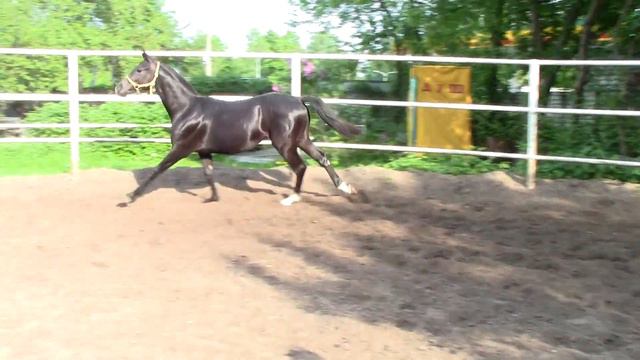 Топаз Диамант Харьковский конный завод 2015 смотреть онлайн