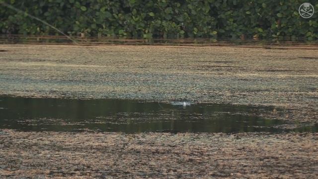 Topwater Heavy Cover Giant Snakehead Action With New BONE Black River