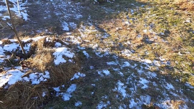 Убираем навоз. Защита деревьев зимой на песке от промерзания. смотреть онлайн