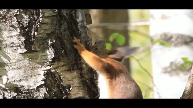 Белка и березовая кора смотреть онлайн