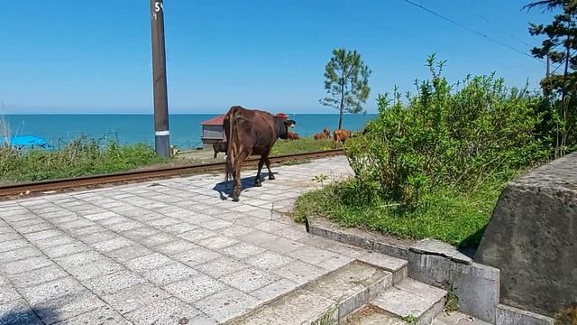 Шотис пури (грузинский хлеб), переезд и ботанический сад Батуми. Грузия Май 2021 смотреть онлайн