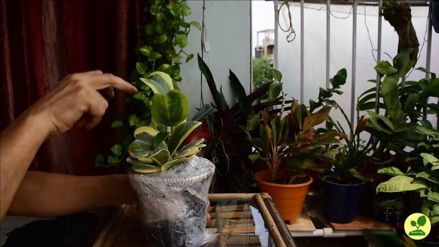 Unboxing & Review of Some Exotic Indoor Plants - Hoya Kerii & Others From nurserybuy.com (English) смотреть онлайн