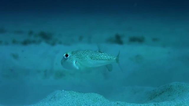 Самая невероятная рыба   Японский Иглобрюх   рыба художник