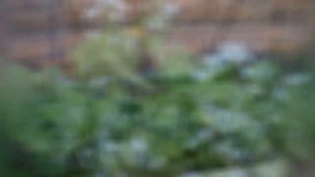 БРУННЕРА, или НЕЗАБУДОЧНИК (BRUNNERA) сем. Бурачниковые смотреть онлайн