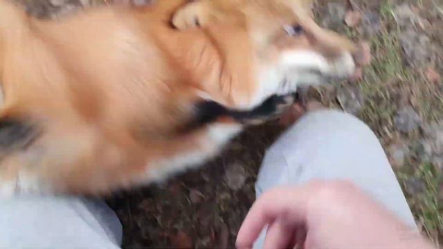 ЛИ СЯО. Лиса - Алиса. Утренний веселый бег и спрятанное сокровище. Забавные моменты. смотреть онлайн