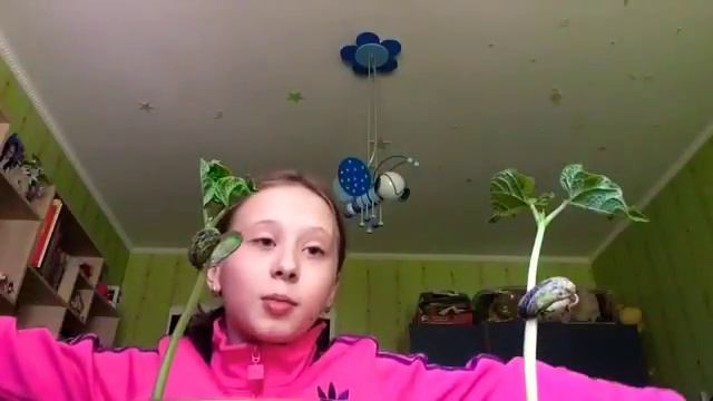 Как вырастить фасоль дома?|серьезная правда|Alice DAR| смотреть онлайн