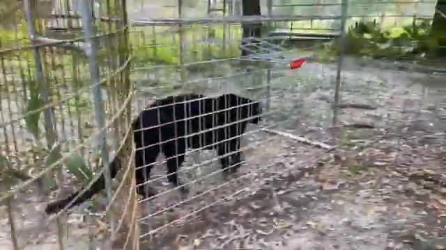 Happy 6 Year Rescue Anniversary to Dutchess, Jinx and Jasmine at Big Cat Rescue! 08 25 2021 смотреть онлайн