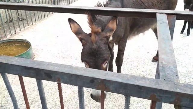 Маленький мини ослик и его родители.Парк львов тайган смотреть онлайн