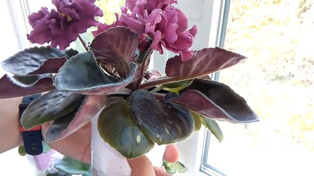 ЭТИ ДВЕ ФИАЛКИ ЦВЕТУТ ВЕЧНО! ВЫ ТОЧНО ИХ ЗАВЕДЁТЕ У СЕБЯ ДОМА! смотреть онлайн