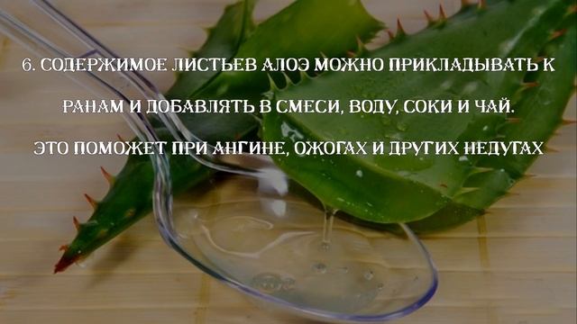 10 фактов об АЛОЭ,  которые ВАС могут удивить