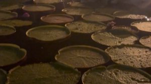 Thavorn Palm Beach Resort Один из самых красивых на Пхукете