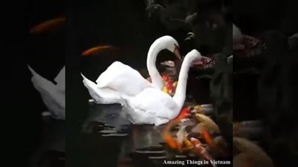 Чудеса Ислама....