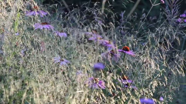 Echinacea and Deschampsia in garden at sunset. смотреть онлайн