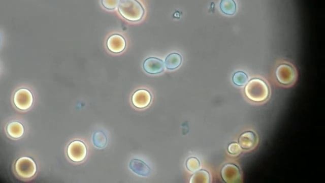 Brewing yeast смотреть онлайн