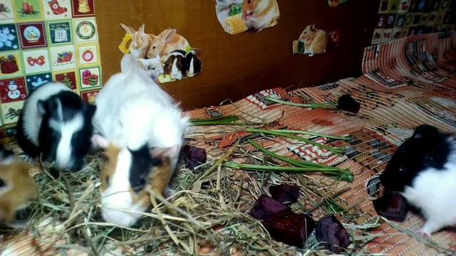 О разведении морских свинок. Несколько правил, которых необходимо придерживаться смотреть онлайн