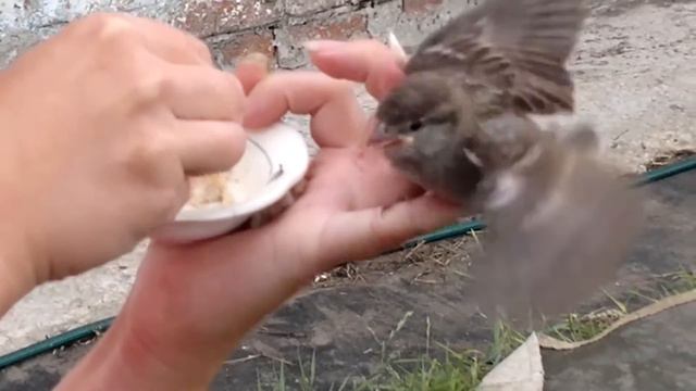 Ручной Воробей "Чика" смотреть онлайн