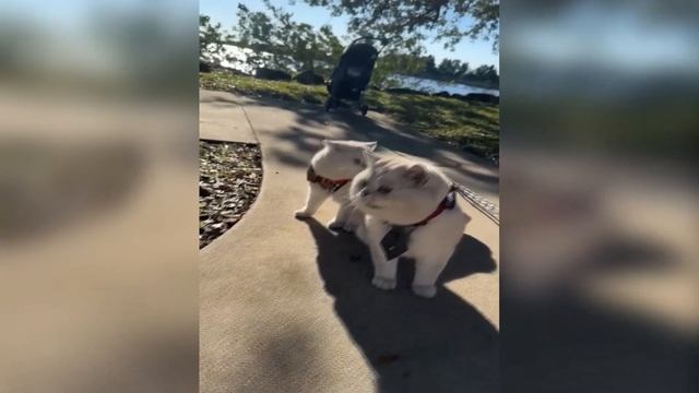 5 поразительных фактов о БРИТАНСКИХ кошках смотреть онлайн