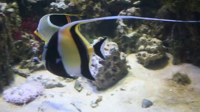 Кормление акул в Москвариуме и множество диковинных рыб смотреть онлайн