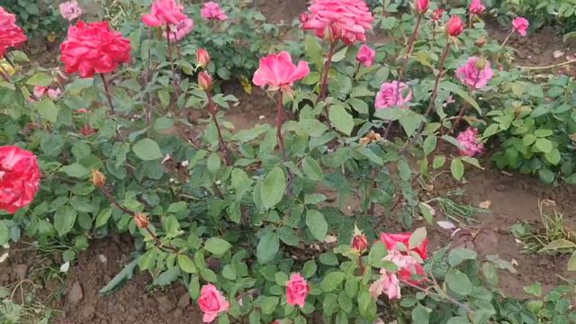 Выбираете РОЗЫ? Этот РОЛИК ДЛЯ ВАС! ШИКАРНЫЕ розы, цветущие в поле! смотреть онлайн