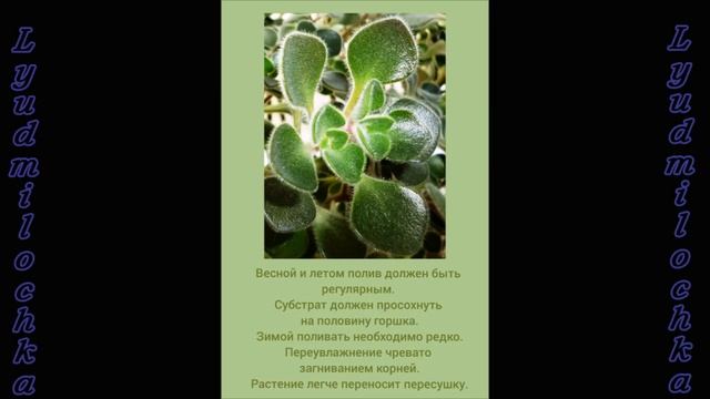 Аихризон (Дерево любви). Уход в домашних условиях смотреть онлайн