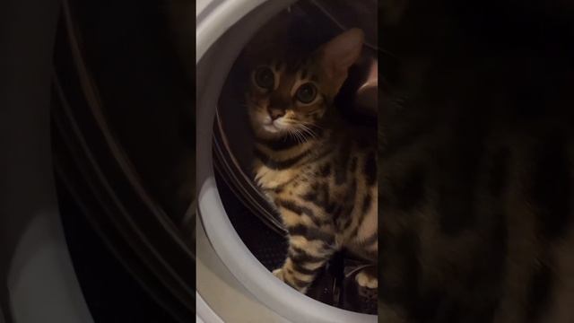 в видео ни одна кошка не пострадала ⚠️ это шуточки #shotrs #рекомендации #cat #cats #юмор