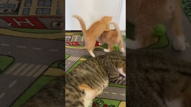 Котята играют нападают на Кошку. Кошка ловит котят смотреть онлайн