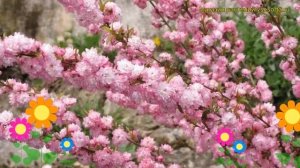 Дейция шершавая Розеа Плена. Краткий обзор, описание характеристик deutzia Rosea 'Plena