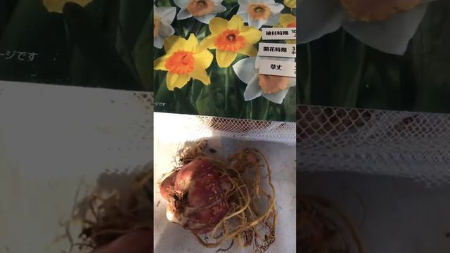 Will tinally be able to plant these bulbs. #japanlife #bulbplanting #gardening #tulip #muscari смотреть онлайн