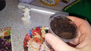 сеем  мальву на рассаду, шток розу,лучший способ,всхожесть 100% на третий день,очень хороший способ