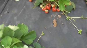 ХЕПИЛ - поздний, итальянский сорт клубники с высочайшей урожайностью. / 19.06.19.